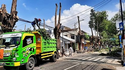 Antisipasi Pohon Tumbang, DLH Lumajang Potong Pohon di Sepanjang Jalan Kota