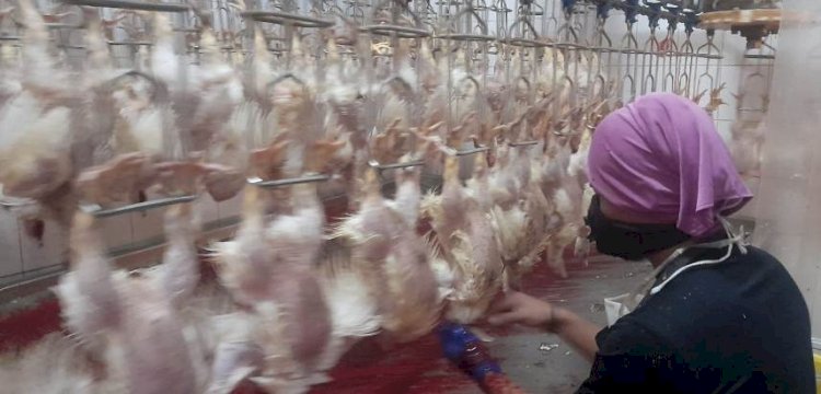Produksi Ayam Potong Surplus, KBI: Bisa Manfaatkan RG