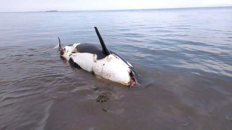Ikan Paus Orca yang Mati Terdampar Akhirnya Dikuburkan