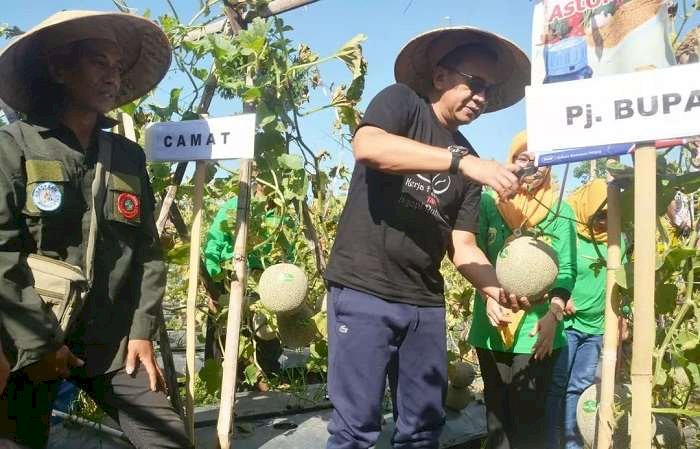 Sukses Budidaya Melon Menggunakan Green House,  Pj Bupati Bondowoso Apresiasi Petani Desa Kretek